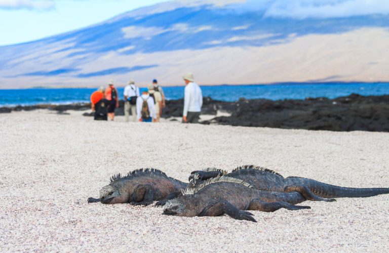 Elite-beach-marine-iguanas-pack