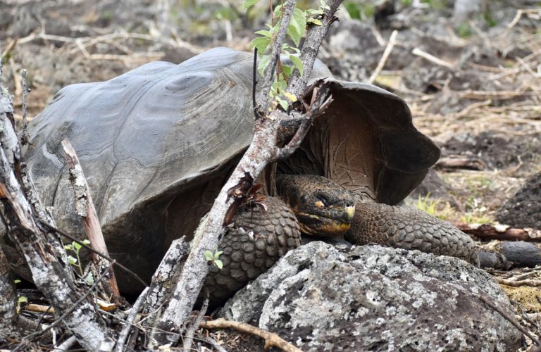 Turtle-San-Cristobal-pack