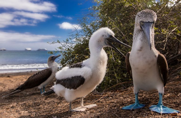 blue-footed-boobie-pack