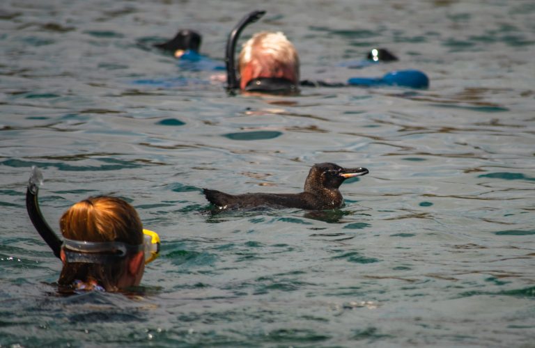 snorkeling-Endemic